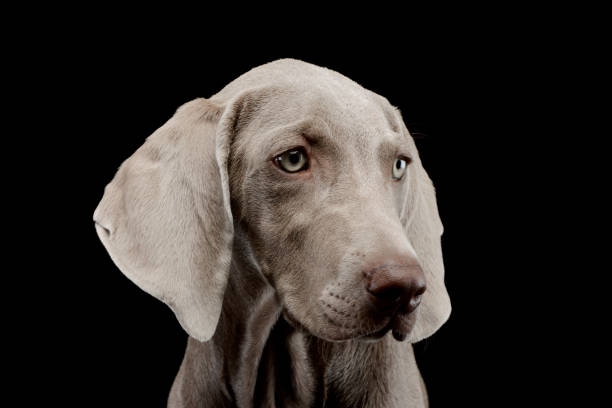 istock Portrait of a beautiful Weimaraner 1211729878