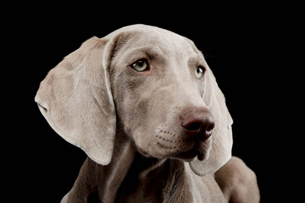 istock Portrait of a beautiful Weimaraner 1211729897