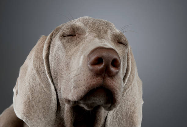 Portrait of a beautiful Weimaraner with closed eyes
