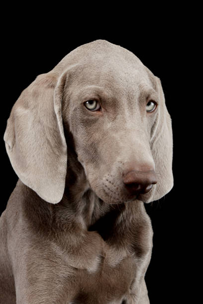 istock Portrait of a beautiful Weimaraner 1211729991