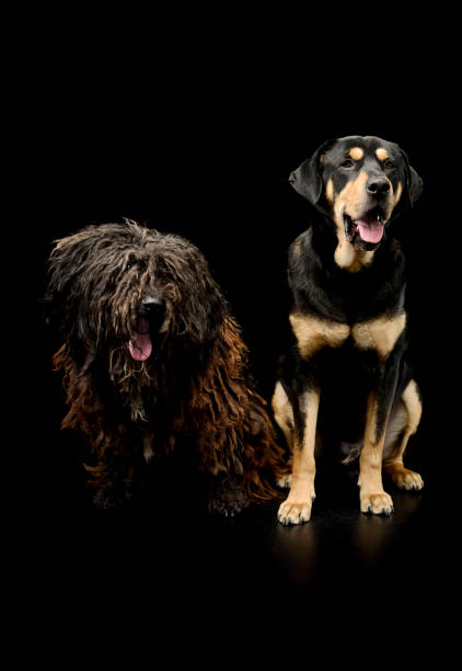 istock Studio shot of an adorable Puli and a mixed breed dog 1211730102
