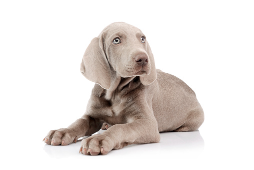 Studio shot of a beautiful Weimaraner puppy lying and looking curiously on white background