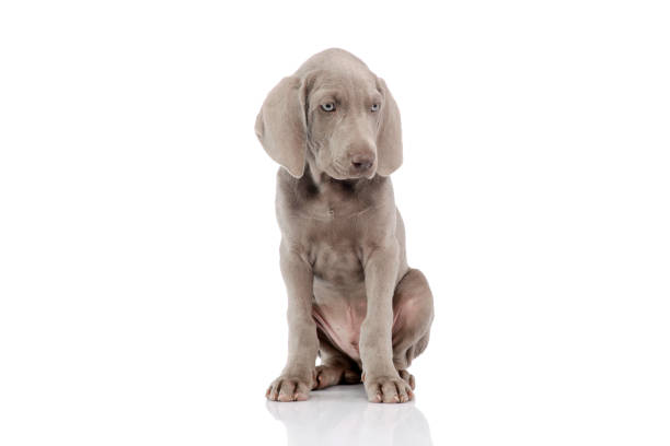 istock Studio shot of a beautiful Weimaraner puppy 1211730138
