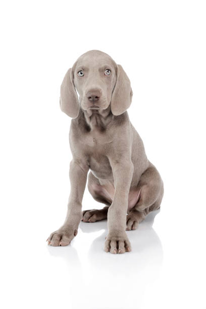istock Studio shot of a beautiful Weimaraner puppy 1211730140