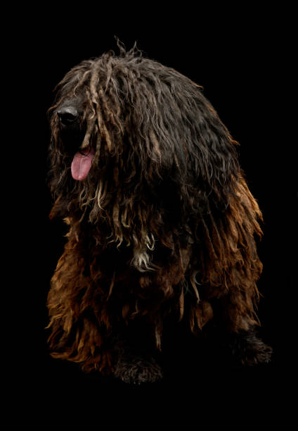 istock Studio shot of an adorable Puli 1211730212