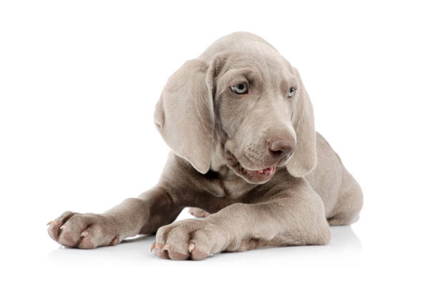 istock Studio shot of a beautiful Weimaraner puppy 1211730256