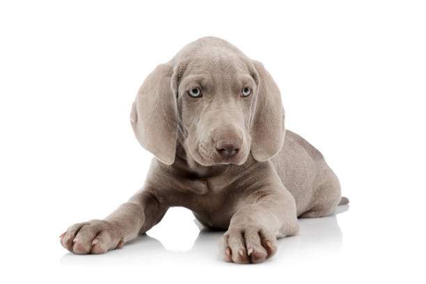 istock Studio shot of a beautiful Weimaraner puppy 1211730286