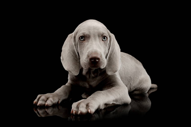 istock Studio shot of a beautiful Weimaraner puppy 1211730420