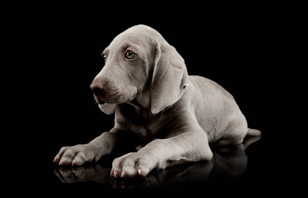 istock Studio shot of a beautiful Weimaraner puppy 1211730430