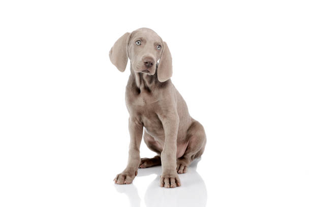 istock Studio shot of a beautiful Weimaraner puppy 1211730437