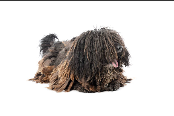 istock Studio shot of a friendly Puli 1211730442
