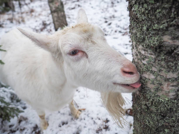 istock Beautiful goat in the village. Winter 1211731876