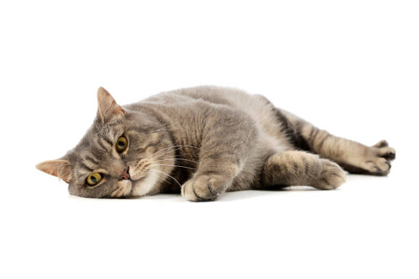 istock Studio shot of a beautiful cat 1211731919