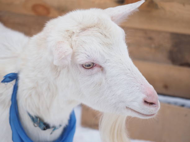 Beautiful goat in the village. Winter