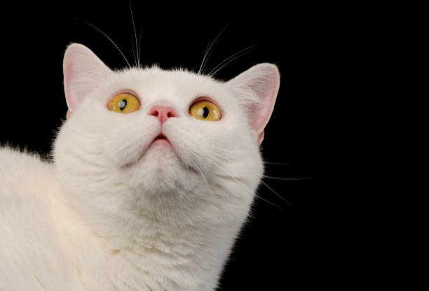istock Portrait of a beautiful cat 1211731943