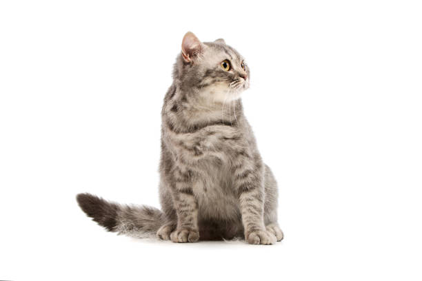 istock Studio shot of a beautiful cat 1211732058