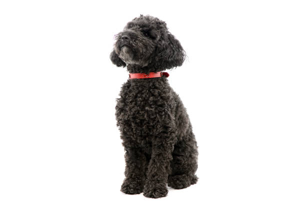 Studio shot of an weéé-mannered lagotto sitting with straight back