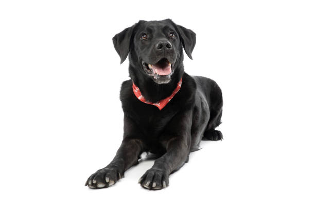 Studio shot of an adorable labrador retriever lying and looking curiously with hanging tongue