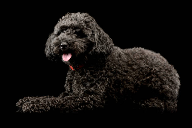istock Studio shot of an adorable lagotto 1211732106