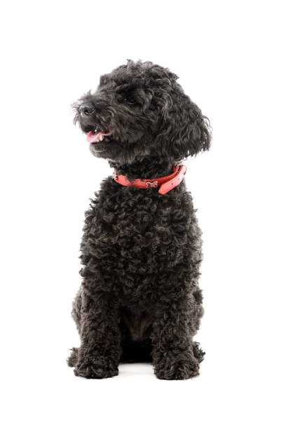 istock Studio shot of an adorable lagotto 1211732132
