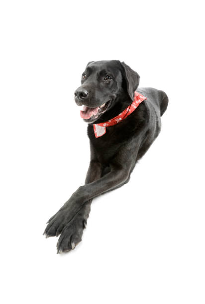 istock Studio shot of an adorable labrador retriever 1211732147