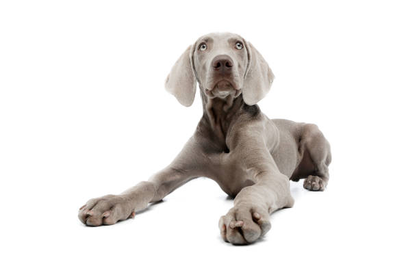 istock Studio shot of a beautiful Weimaraner 1211732171