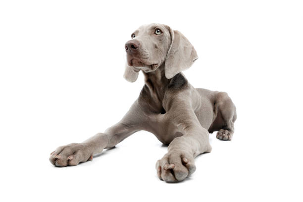 istock Studio shot of a beautiful Weimaraner 1211732205