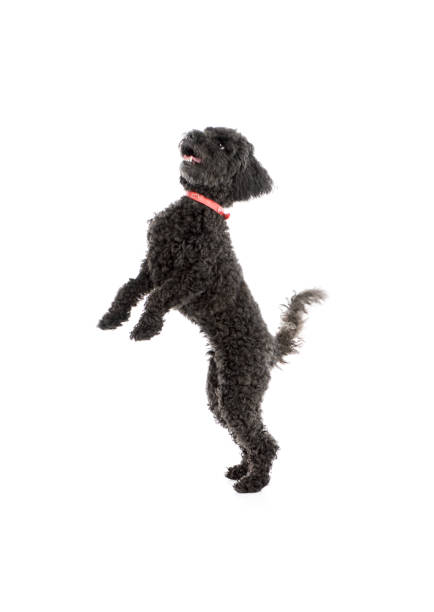 istock Studio shot of an adorable lagotto 1211732226