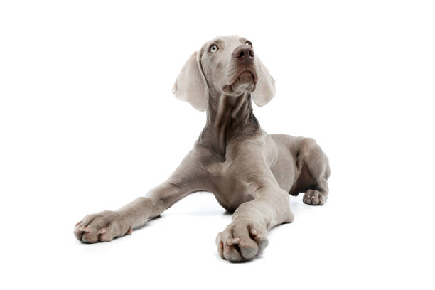 istock Studio shot of a beautiful Weimaraner 1211732263