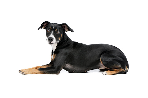 Studio shot of a lovely Mixed breed dog lying from side view