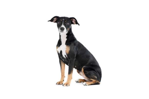 istock Studio shot of a lovely Mixed breed dog 1211732346