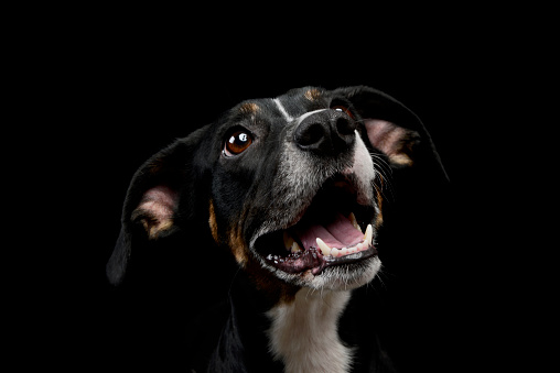 Portrait of a lovely mixed breed dog seems satisfied