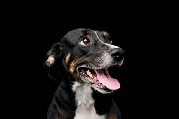 istock Portrait of a lovely mixed breed dog 1211732412