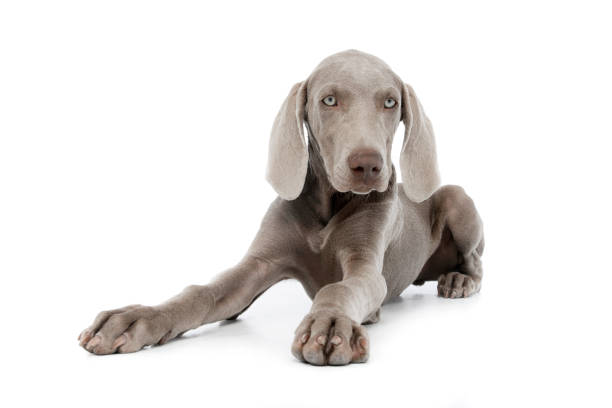 istock Studio shot of a beautiful Weimaraner 1211732448