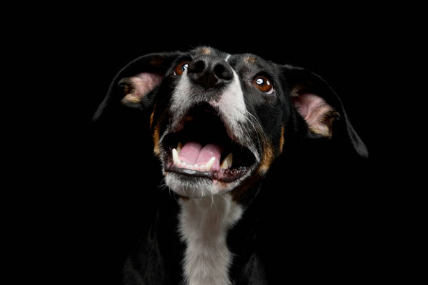 istock Portrait of a lovely mixed breed dog 1211732489