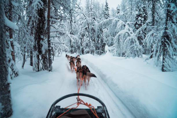 istock Race of draft husky dogs 1211732680