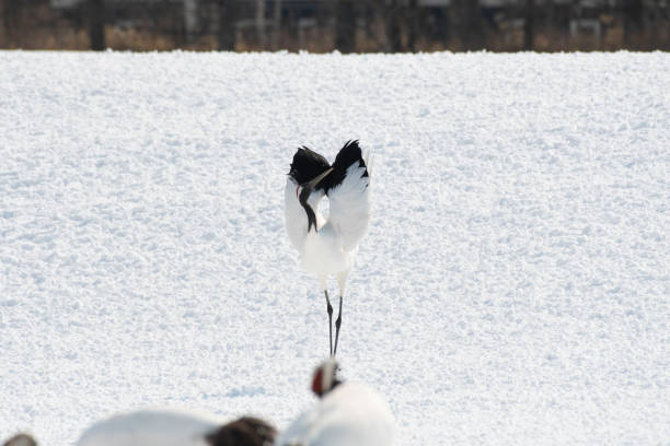 Red-crowned crane displaying in Tsurui village