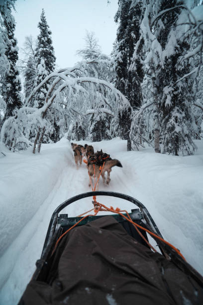 istock Race of draft husky dogs 1211733899
