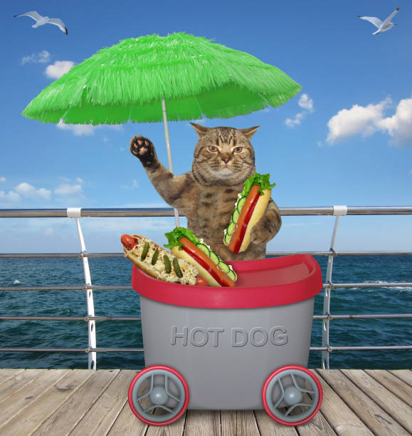 istock Cat sells hot dogs on boardwalk 1211733959
