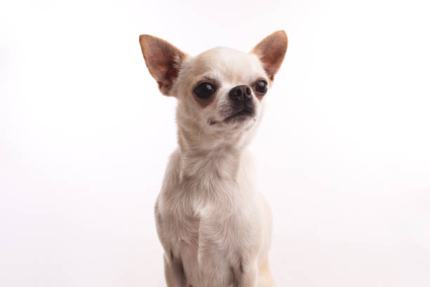 istock White chihuahua dog on a white background. 1211734080