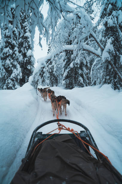 istock Race of draft husky dogs 1211734324