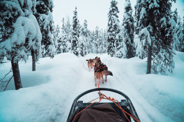 istock Race of draft husky dogs 1211734327