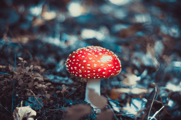 velenoso mosca agarico - moss fungus macro toadstool foto e immagini stock