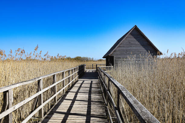 Wooden footbridge in the bog with grass