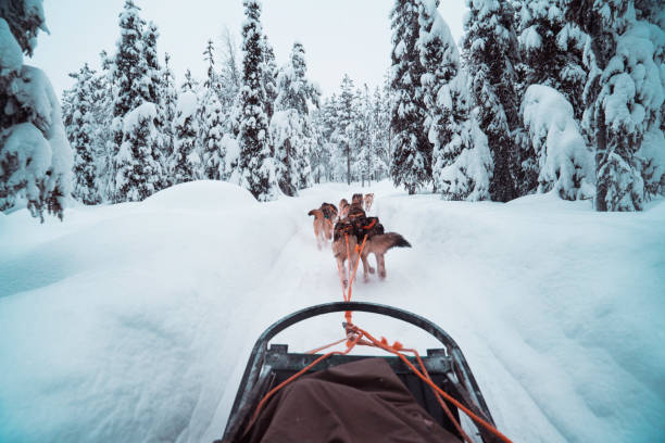 istock Race of draft husky dogs 1211734513