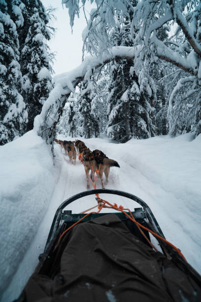 istock Race of draft husky dogs 1211734520