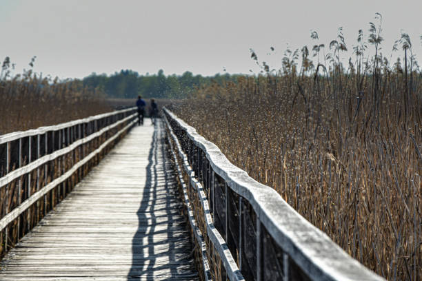 istock Wooden footbridge in the bog 1211734541