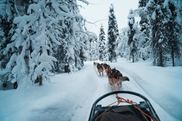 Lapland husky dog team running in the snow