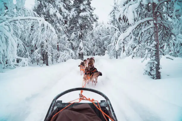 Lapland husky dog team running in the snow