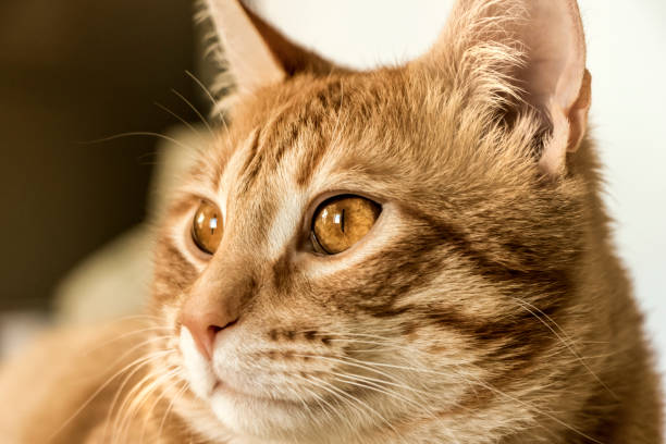 istock Beautiful domestic cat with features 